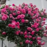 Rožė - Rosa Climbing PARFUM ROYAL ®