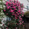 Rosa Clg. PARFUM ROYAL®