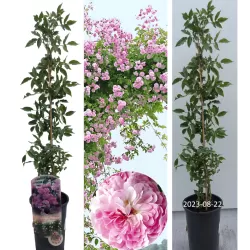 Rožė - Rosa PAULS HIMALAYAN MUSK