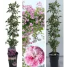 Rožė - Rosa PAULS HIMALAYAN MUSK