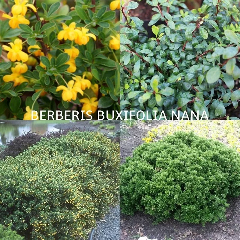 Kietalapis raugerškis - Berberis buxifolia Nana