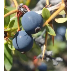 Kietalapis raugerškis - Berberis buxifolia Nana