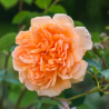 Rožė - Rosa DAME JUDI DENCH ®