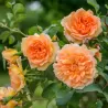 Rosa DAME JUDI DENCH®