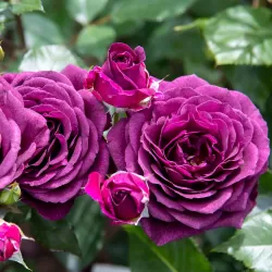 Rosa EBB TIDE®