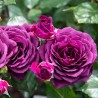 Rožė - Rosa EBB TIDE ®