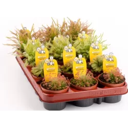 Saulašarė - Drosera aliciae