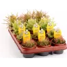 Drosera aliciae