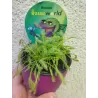 Drosera aliciae