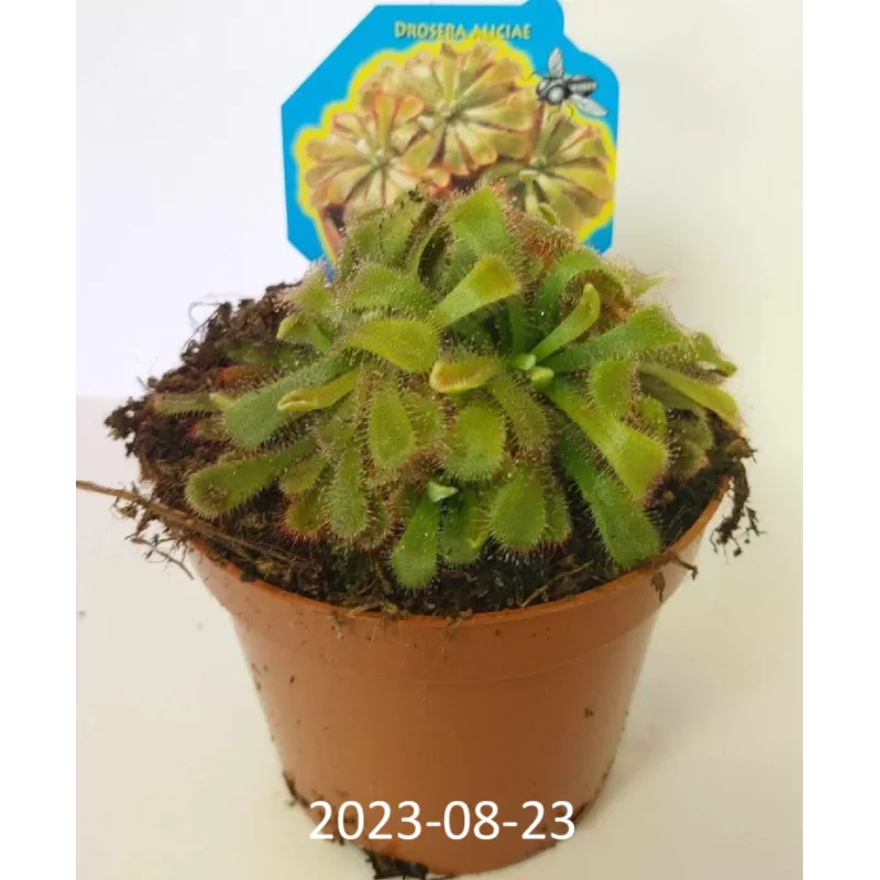 Saulašarė - Drosera aliciae