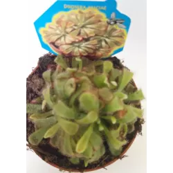 Saulašarė - Drosera aliciae