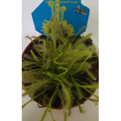 Saulašarė - Drosera capensis ALBA