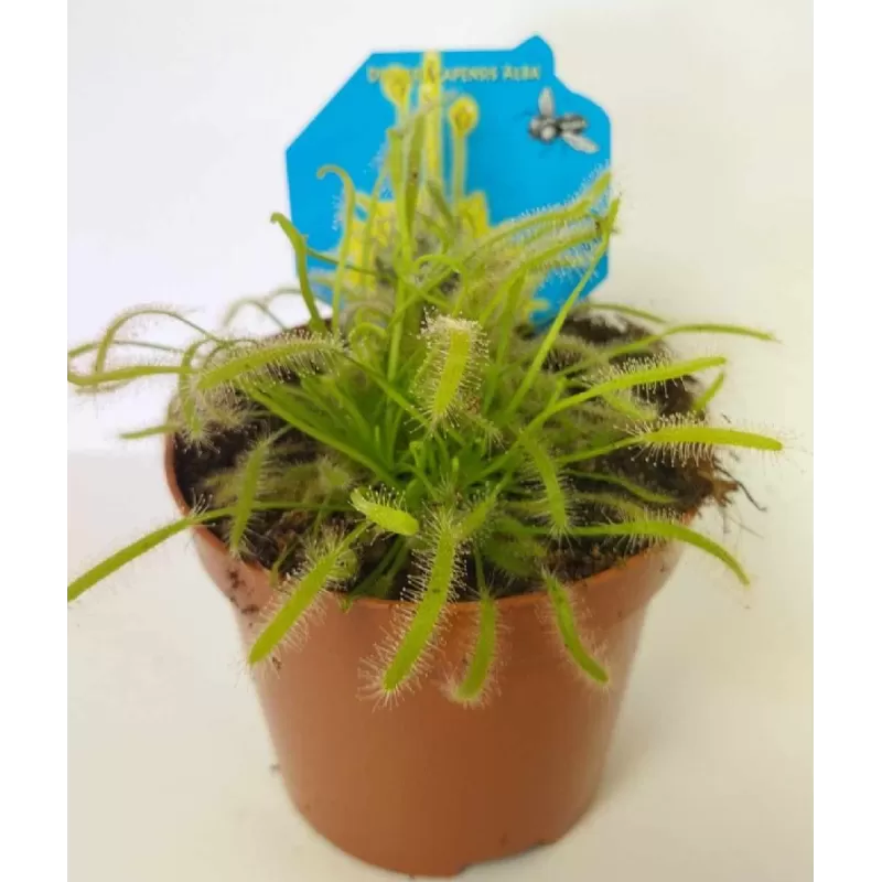 Saulašarė - Drosera capensis ALBA
