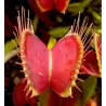 Dionaea muscipula PURPUREA
