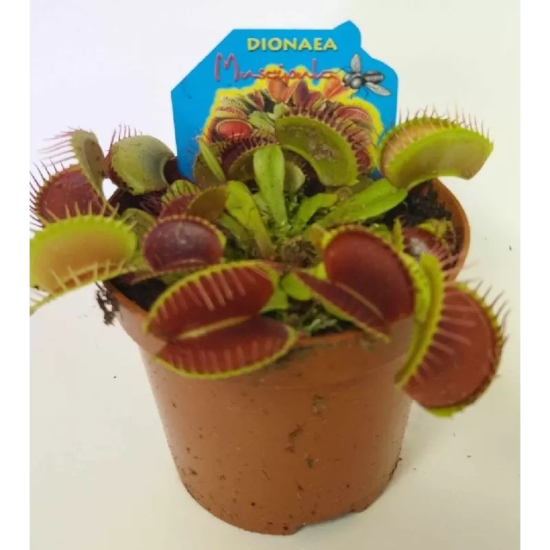 Jautrusis musėkautas - Dionaea muscipula PURPUREA