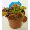 Jautrusis musėkautas - Dionaea muscipula PURPUREA