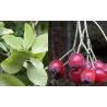 Miltingasis šermukšnis - Sorbus aria