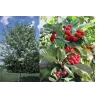 Miltingasis šermukšnis - Sorbus aria