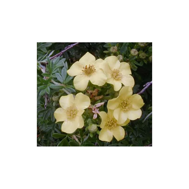 Sidabražolė (sidabrakrūmis) - Potentilla fruticosa