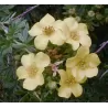 Sidabražolė (sidabrakrūmis) - Potentilla fruticosa