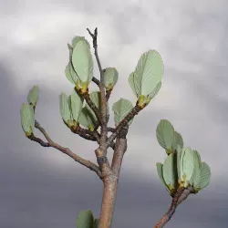 Miltingasis šermukšnis - Sorbus aria