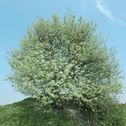 Rowan - Sorbus aria