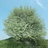 Miltingasis šermukšnis - Sorbus aria