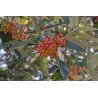 Miltingasis šermukšnis - Sorbus aria