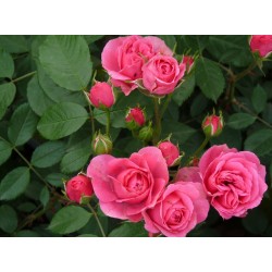 Rožė - Rosa ELMSHORN ®