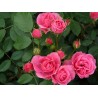 Rožė - Rosa ELMSHORN ®