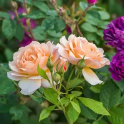 ROSA GRACE ®