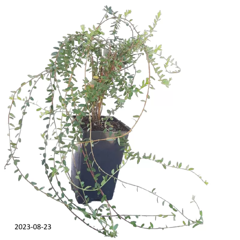 Stambiauogė spanguolė - Vaccinium macrocarpon RED STAR