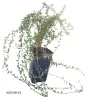 Cranberry - Vaccinium macrocarpon RED STAR