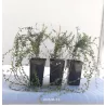 Cranberry - Vaccinium macrocarpon RED STAR