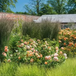 Rožė - Rosa GRACE ®