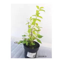 Darželinis jazminas - Philadelphus coronarius AUREUS