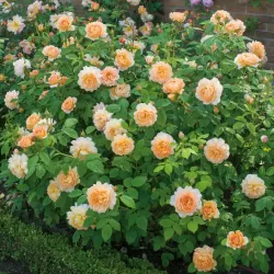 ROSA GRACE ®