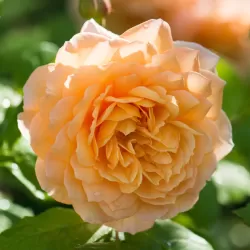 ROSA GRACE ®