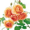 Rožė - Rosa GRACE ®