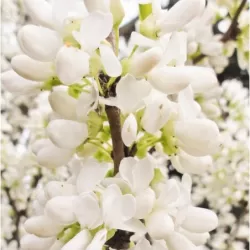 Cercis canadensis Shirobana