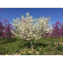 Cercis canadensis Shirobana