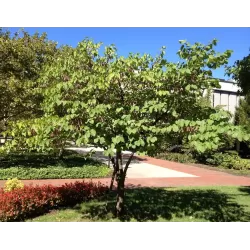 Cercis canadensis Shirobana