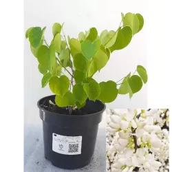Cercis canadensis Shirobana