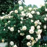 Rožė - Rosa ILSE KROHN SUPERIOR ®