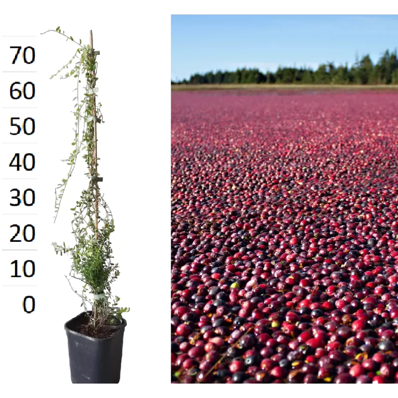 Stambiauogė spanguolė - Vaccinium macrocarpon McFARLIN