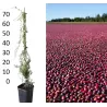 Stambiauogė spanguolė - Vaccinium macrocarpon McFARLIN