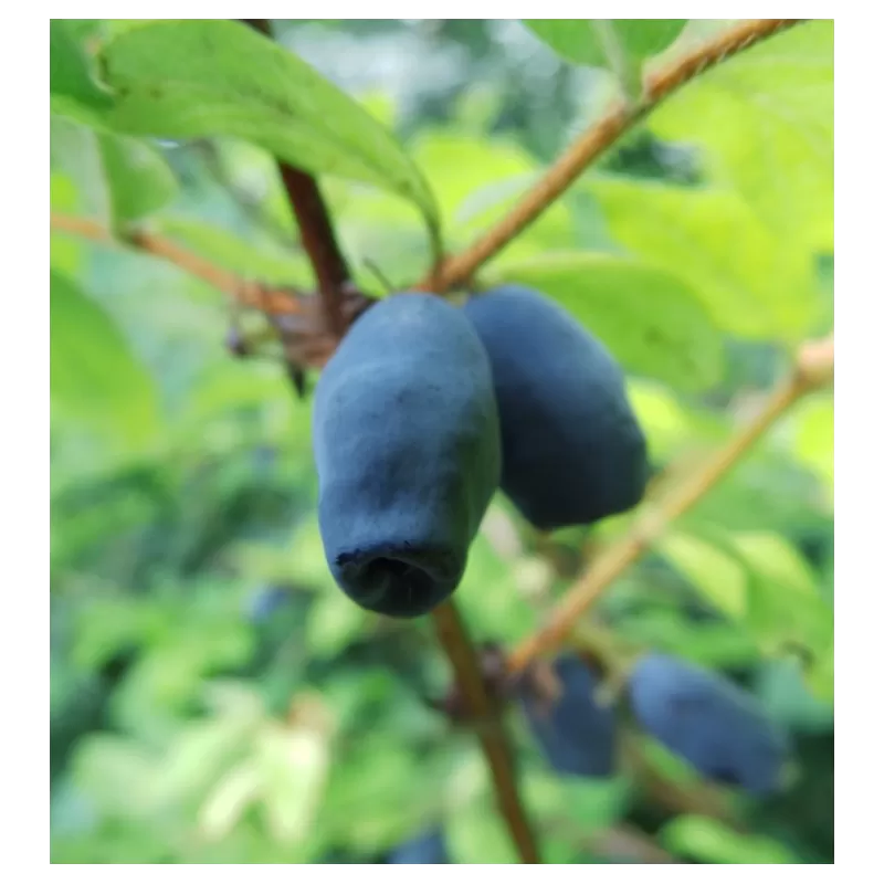 Kamčatkinis sausmedis - Lonicera caerulea kamtschatica AMPHORA