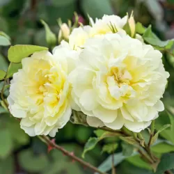 ROSA IMOGEN ®