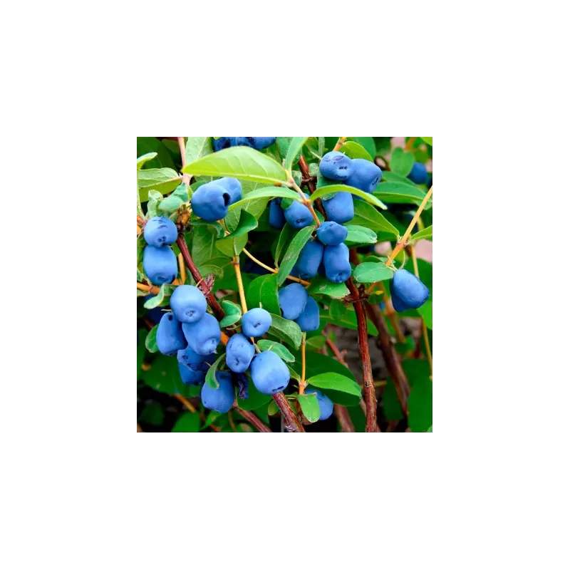 Valgomasis sausmedis - Lonicera kamtschatica CHERNYCHKO