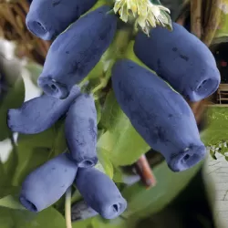 Medžiai ir krūmai internetu su pristatymu į namus visoje Lietuvoje